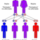 Enfermedad de Tay-Sachs. Wikimedia Commons